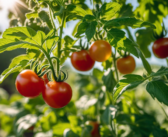 Comment soigner le mildiou de la tomate ?