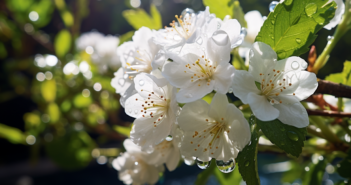 Arbuste à fleurs blanches : beauté et pureté pour votre jardin
