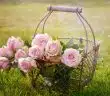 roses, flowers, basket