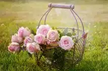 roses, flowers, basket