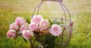 roses, flowers, basket