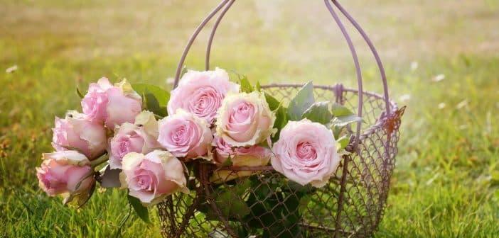 roses, flowers, basket