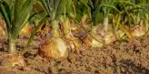 onion, fields, field