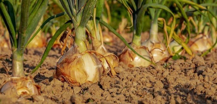 onion, fields, field