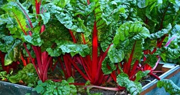 swiss chard, vegetable, kitchen garden