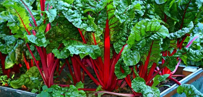 swiss chard, vegetable, kitchen garden