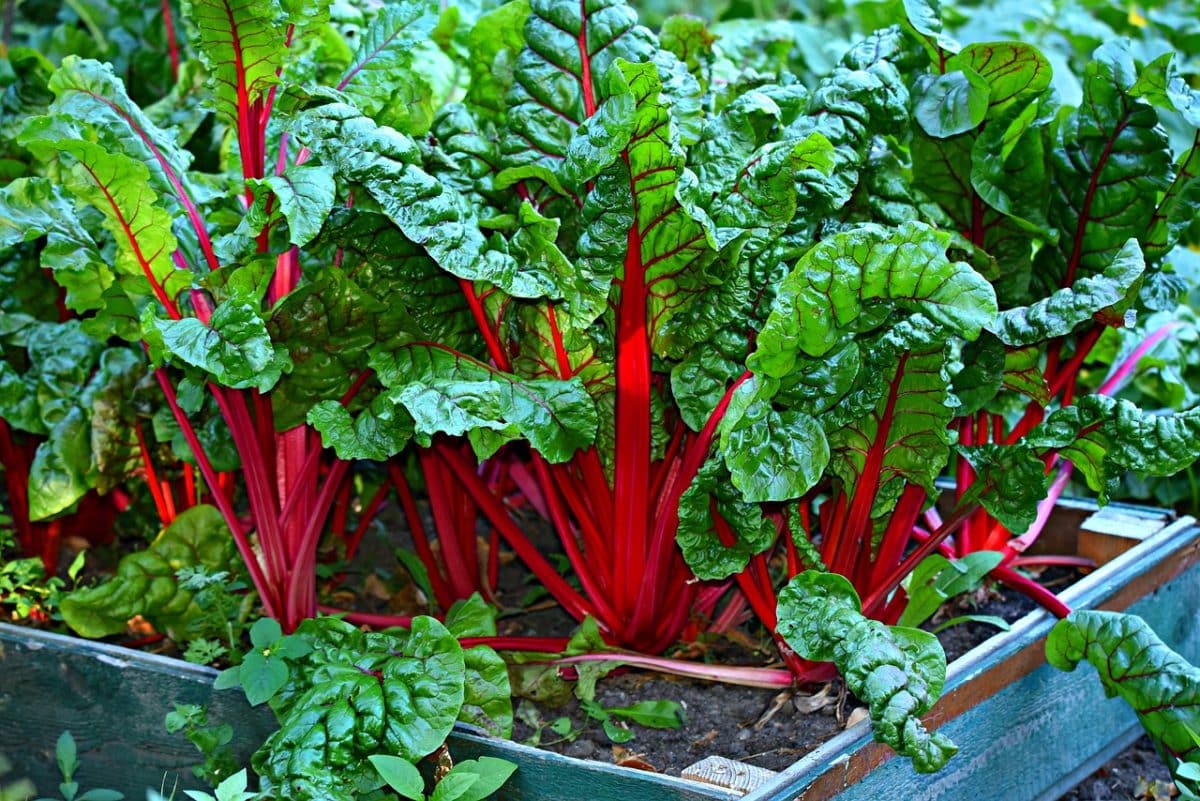 swiss chard, vegetable, kitchen garden