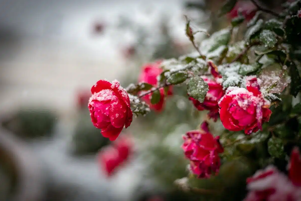 fleurs hiver