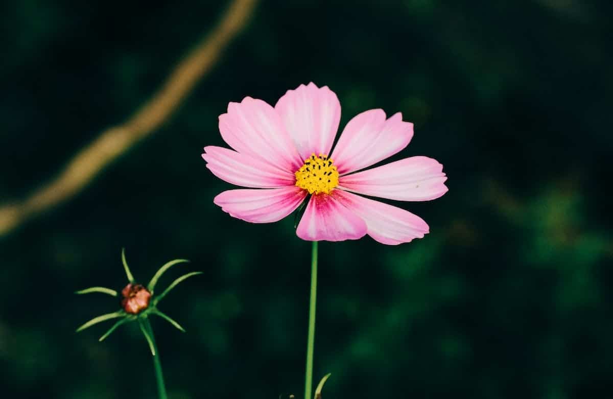 floraison plantes