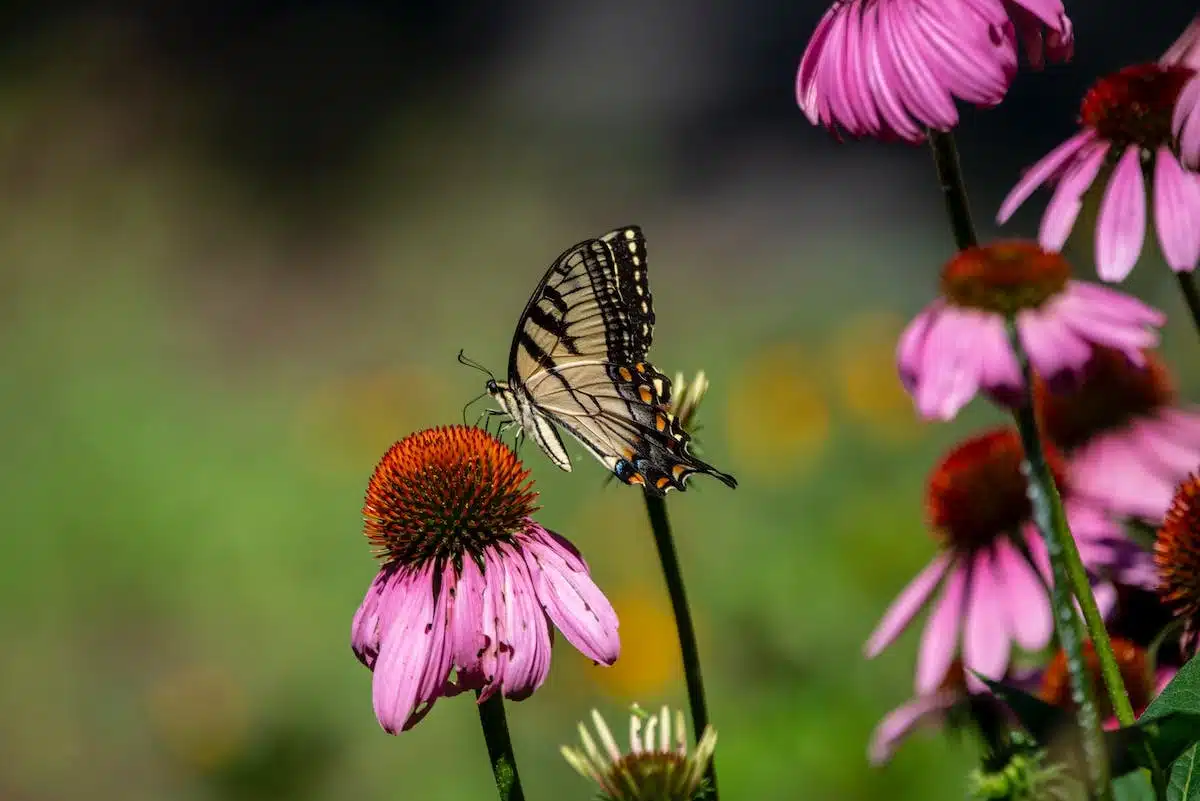 papillons  jardin