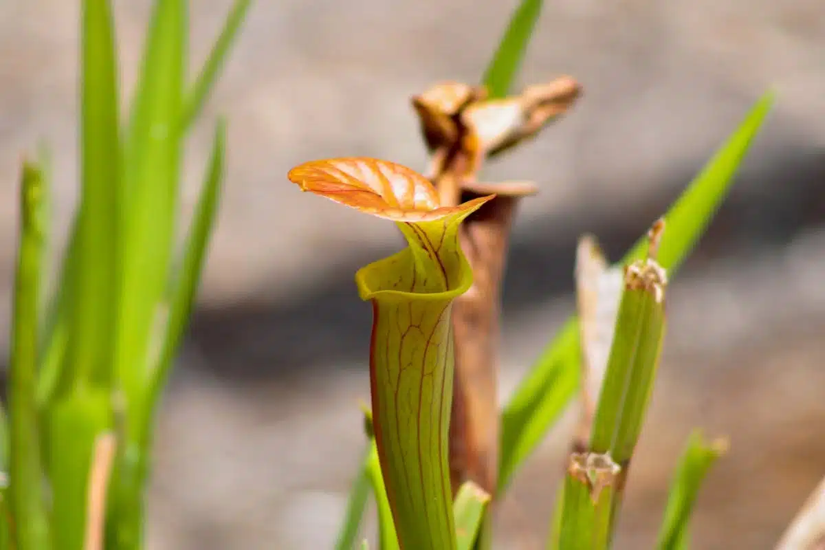 plantes carnivores