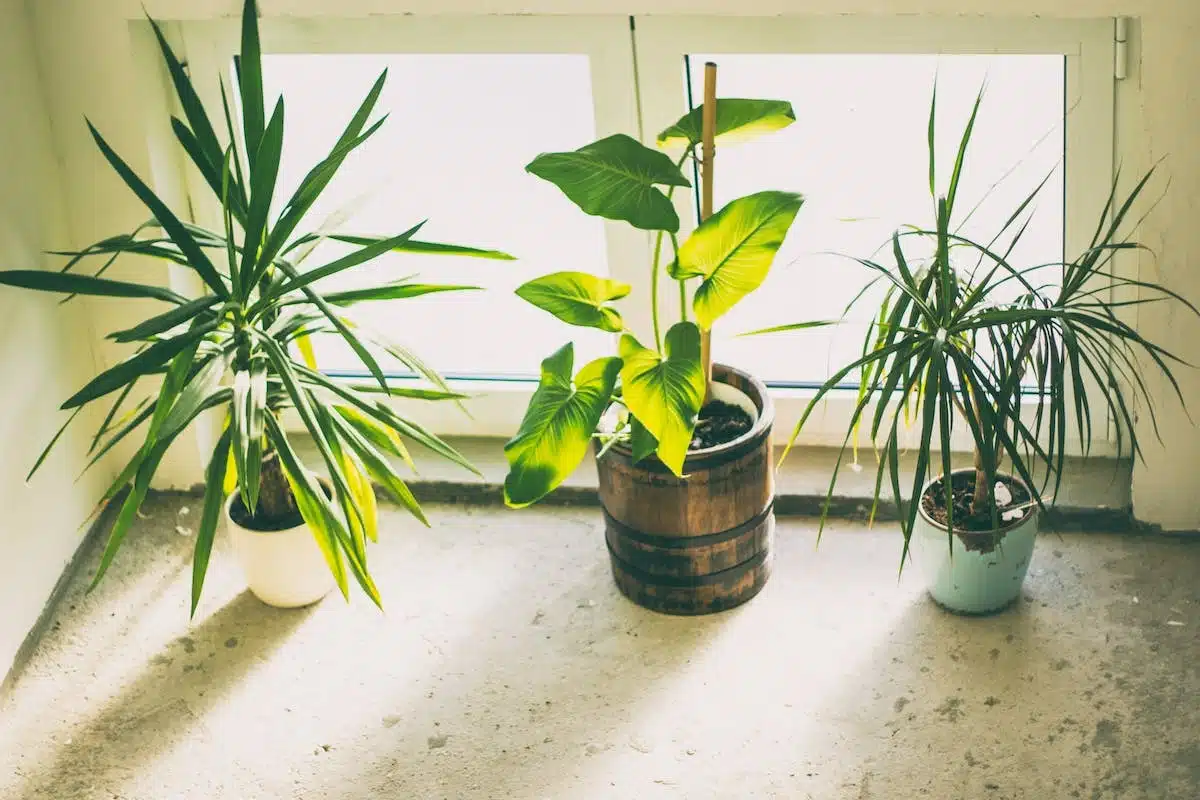 plantes  pot