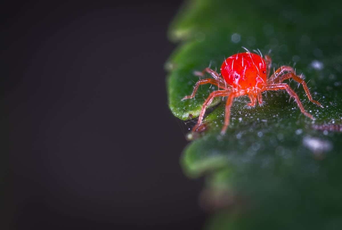 insectes jardin