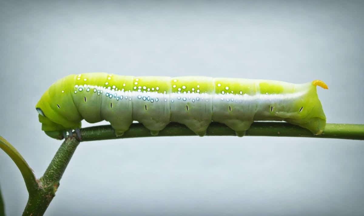 potager  parasites