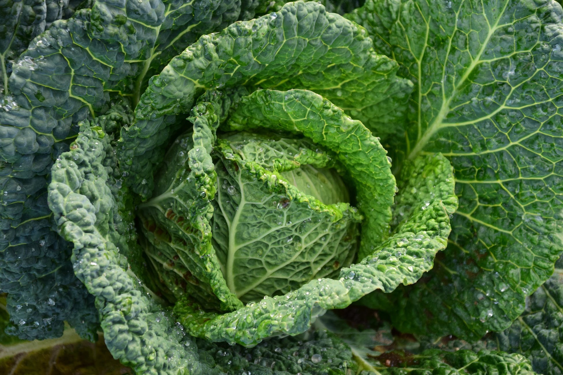 potager  santé
