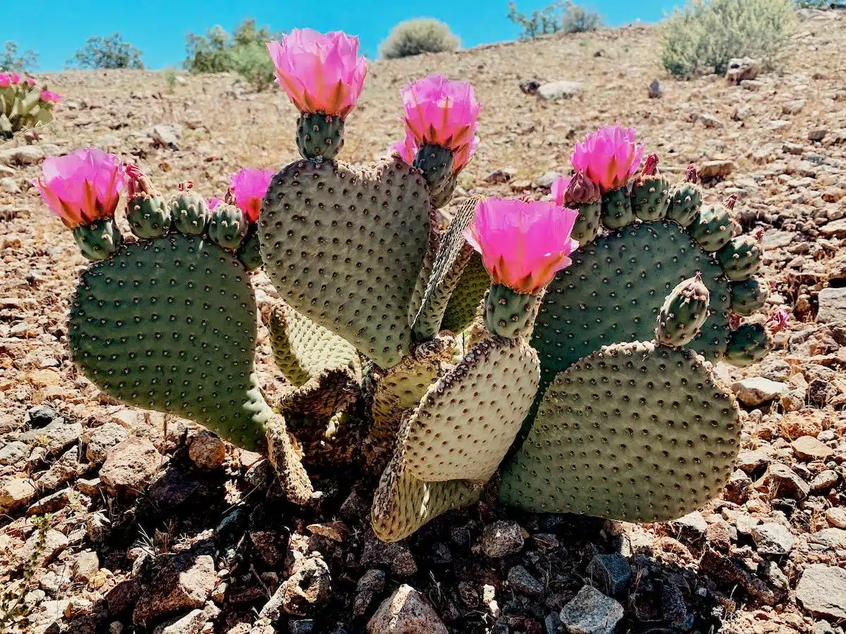 fleurs arides