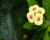 Les meilleures plantes parfumées pour émerveiller votre jardin