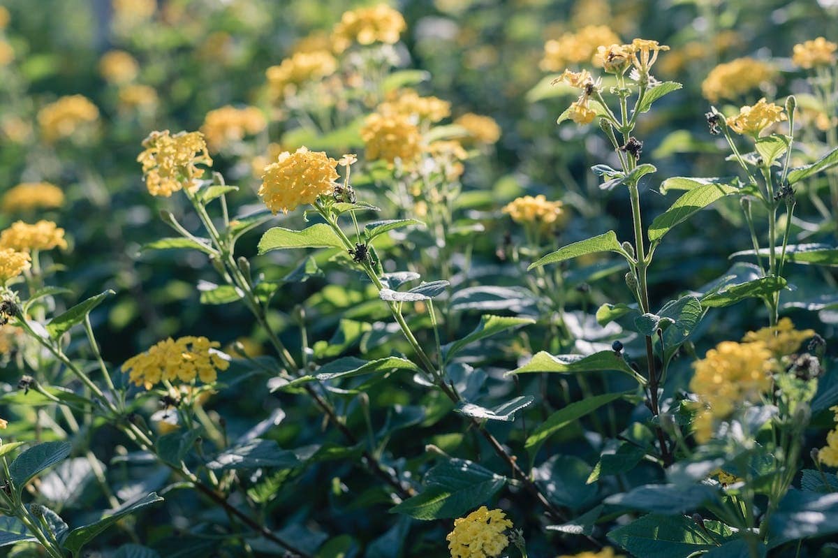 plantes parfumées