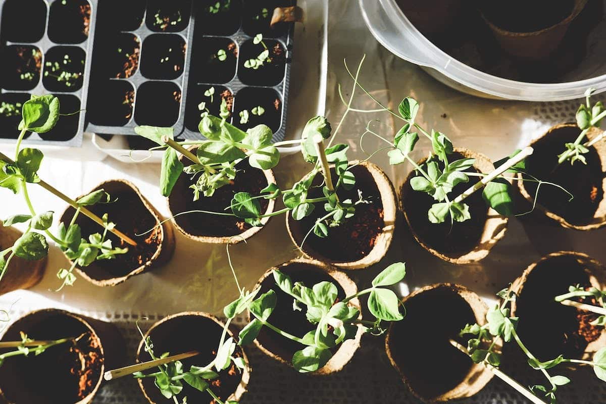 préparation potager