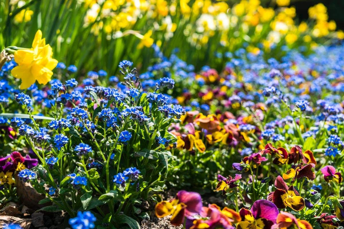 jardin fleurs