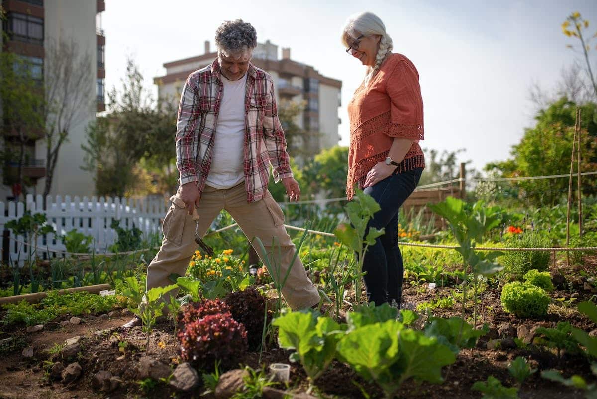 potager  légumes