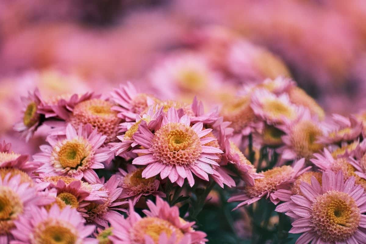 muflier rose