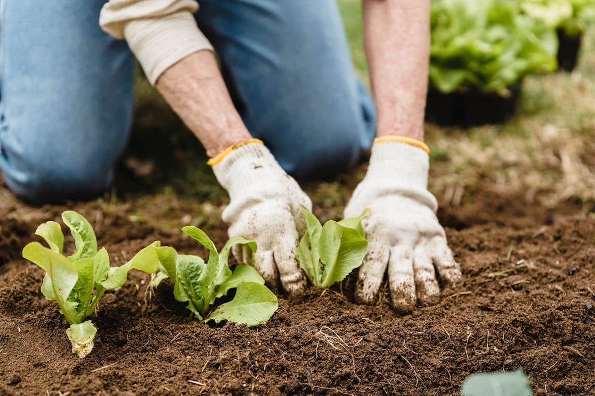 planification potager