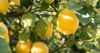 Pourquoi les feuilles de mon citronnier sont jaunes ?