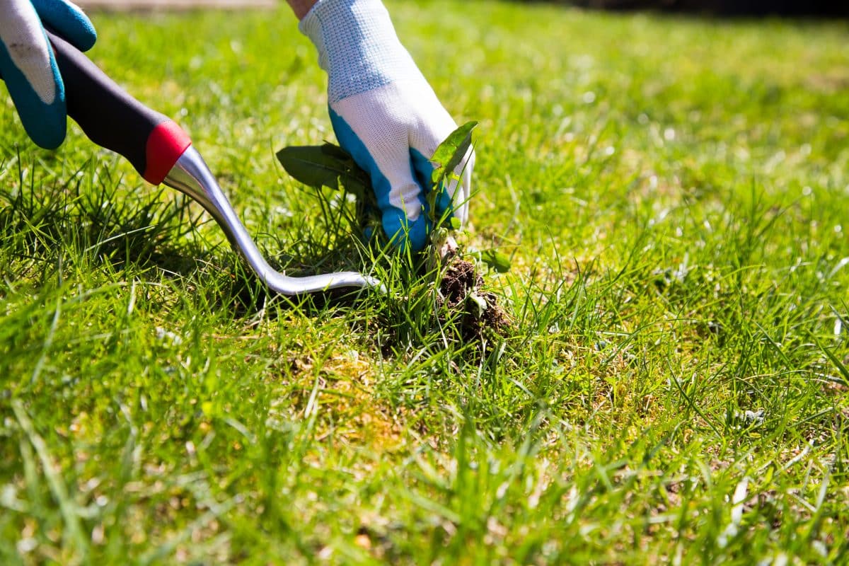 Comment prévenir et traiter les mauvaises herbes dans votre gazon ...