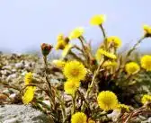 Exploration des prairies : la beauté insoupçonnée de la fleur jaune sauvage