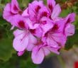 Pelargonium Grandiflorum