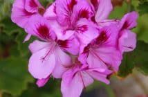 Pelargonium Grandiflorum