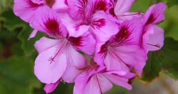 Pelargonium Grandiflorum