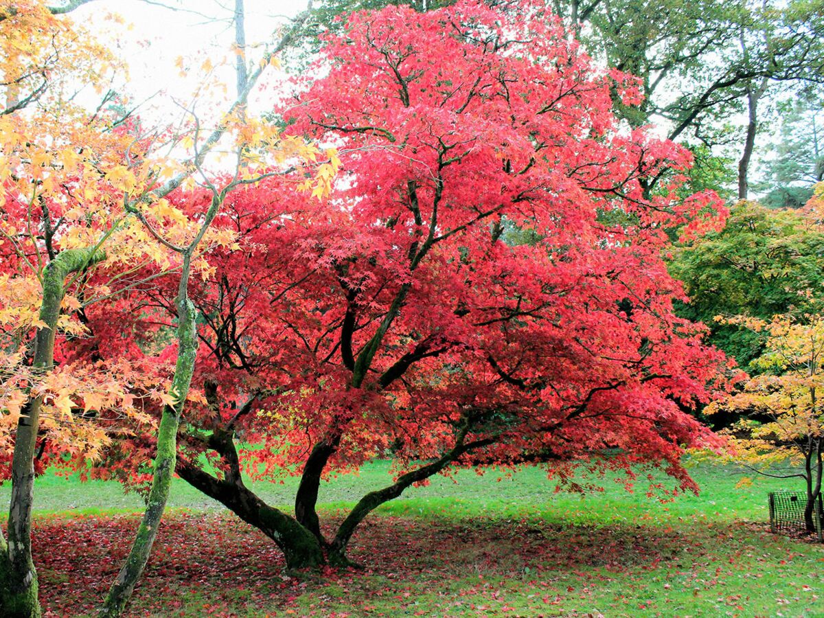 arbre et maison