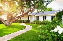 arbre et maison