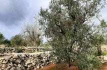 olivier mort