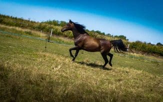 Quand semer une prairie chevaux ?