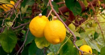 Pourquoi les feuilles de mon citronnier sont jaunes ?