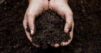 Quel est le meilleur engrais naturel pour le potager ?