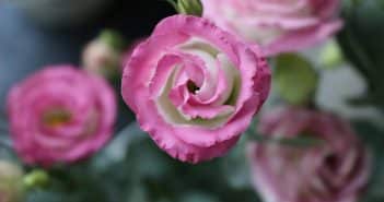 lisianthus