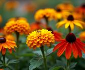 Fleurs résistantes : Découvrez quelles variétés sont les plus robustes en jardinage !
