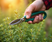 Thym : comment couper pour favoriser la repousse