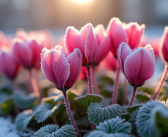 Cyclamens : résistent-ils au froid ? Conseils et astuces