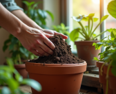 Enrichir la terre en pot : astuces efficaces pour optimiser la croissance de vos plantes