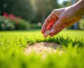 Meilleure graine de gazon pour lutter contre les mauvaises herbes : nos recommandations expertes