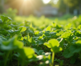 Filets : comment empêcher les limaces de traverser votre jardin ?