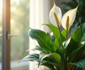 Quelle plante produit le plus d’oxygène : bienfaits pour l’environnement