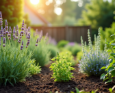 Plante durable à cultiver : découvrez la plus adaptée pour votre jardin !