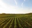 grass field