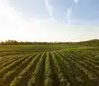 grass field